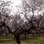 Qué hacer en Madrid