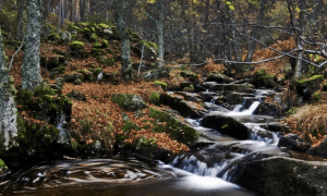Abedular de Canencia