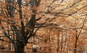 Planes Ocio Madrid y Alrededores: Hayedo Tejera Negra