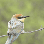 Turismo Ornitológico en Madrid y alrededores