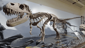 Museo de las Ciencias Naturales