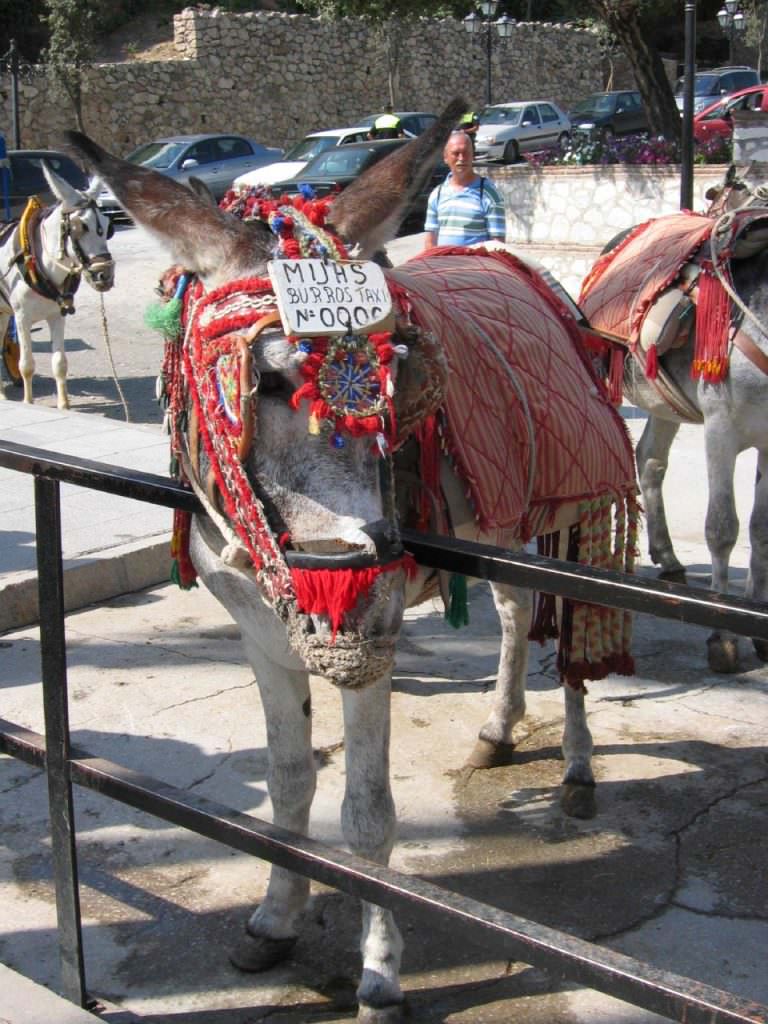 Burro Taxi Mijas