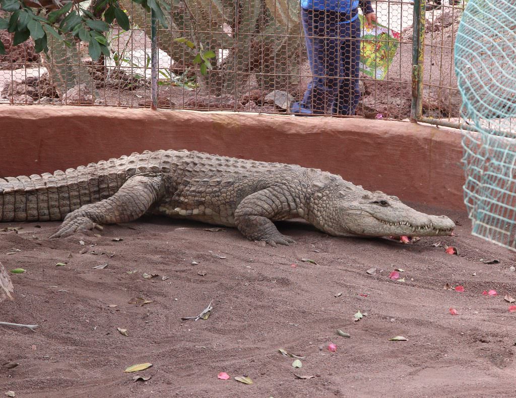 Cocodrilo Park Torremolinos