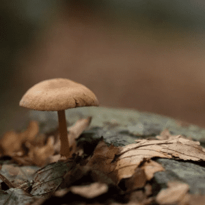 Tour sobre Micología