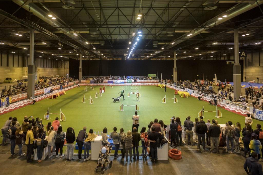 Exposición ifema 100x100 Mascotas